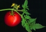 tomato.jpg